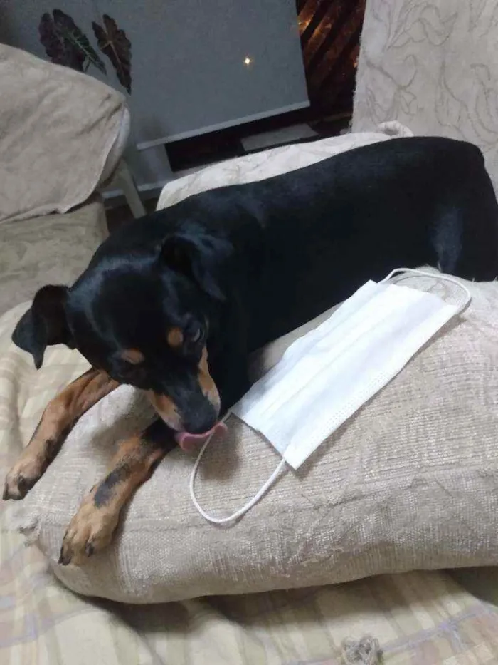 Cachorro ra a Pinther idade 3 anos nome Shoyu