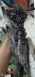 Kit