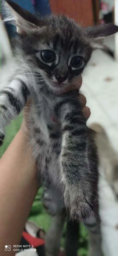 Gato ra a Indefinida idade Abaixo de 2 meses nome Kit