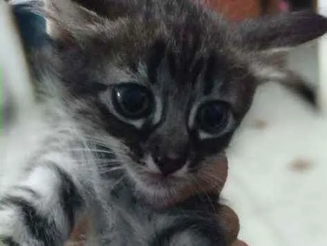 Gato ra a Indefinida idade Abaixo de 2 meses nome Kit