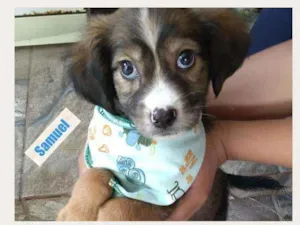 Cachorro raça SRD idade 2 a 6 meses nome SAMUEL