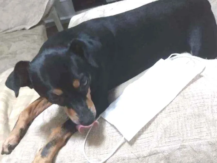 Cachorro ra a Pinther idade 3 anos nome Shoyu