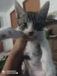 Floquinho