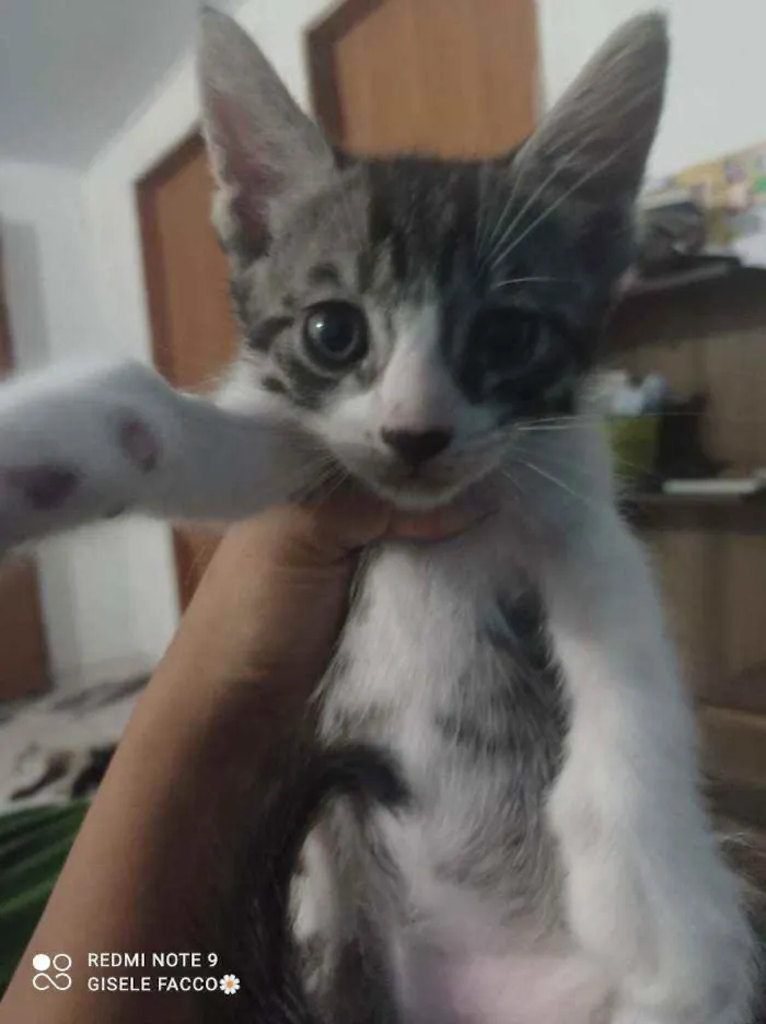 Gato ra a Indefinida idade Abaixo de 2 meses nome Floquinho