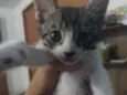 Floquinho