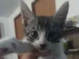 Floquinho