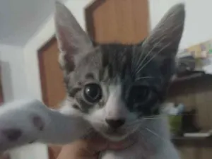Gato raça Indefinida idade Abaixo de 2 meses nome Floquinho