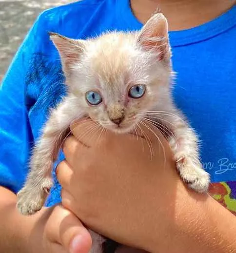 Gato raça Não sei, mas é de raça idade Abaixo de 2 meses nome Bibi