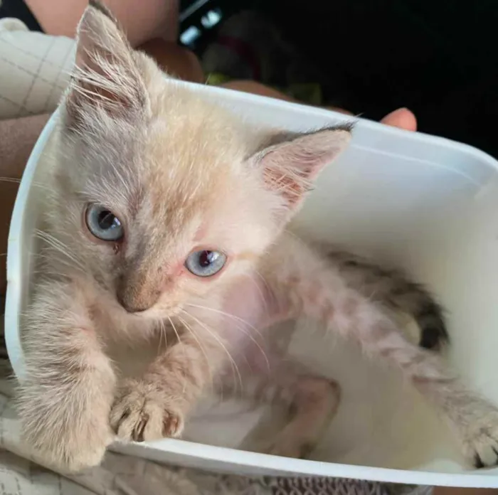 Gato raça Não sei, mas é de raça idade Abaixo de 2 meses nome Bibi