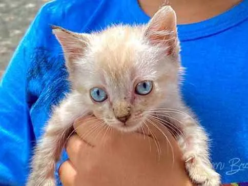 Gato raça Não sei, mas é de raça idade Abaixo de 2 meses nome Bibi