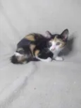 Beiju