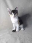 Acarajé