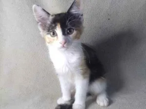 Cachorro raça SRD idade 2 a 6 meses nome Acarajé