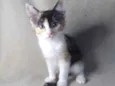 Acarajé