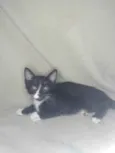 Caruru