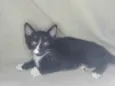 Caruru