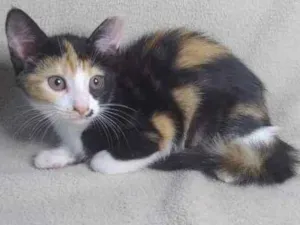 Gato raça SRD idade 2 a 6 meses nome Beiju