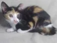 Beiju