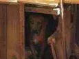 Bob