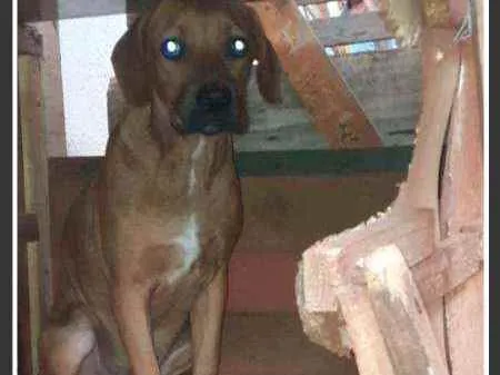 Cachorro raça Fila com vira lata idade 2 a 6 meses nome Bob