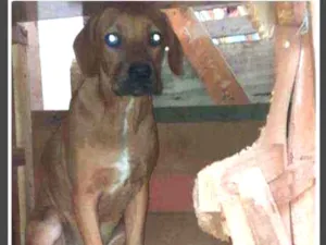 Cachorro raça Fila com vira lata idade 2 a 6 meses nome Bob