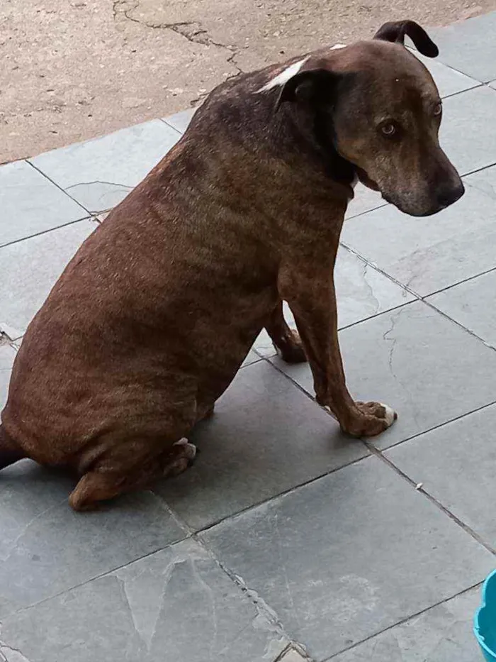 Cachorro ra a Mista idade 5 anos nome Josh