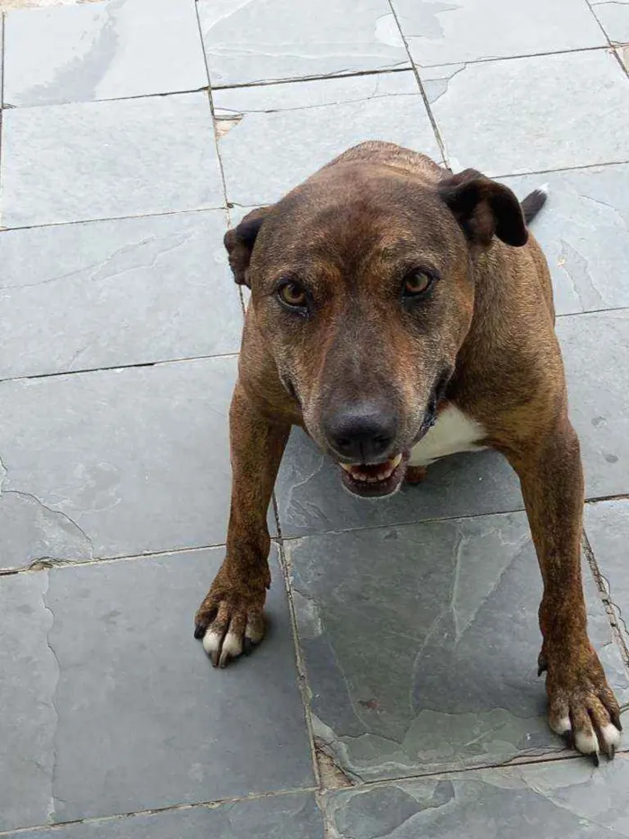 Cachorro ra a Mista idade 5 anos nome Josh