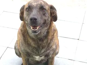 Cachorro raça Mista idade 5 anos nome Josh
