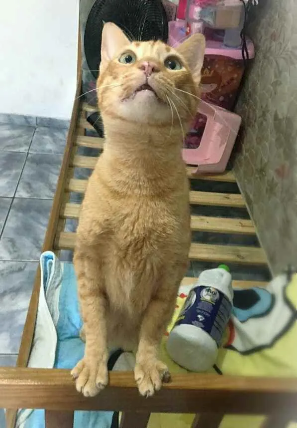 Gato raça srd idade 4 anos nome Matheus