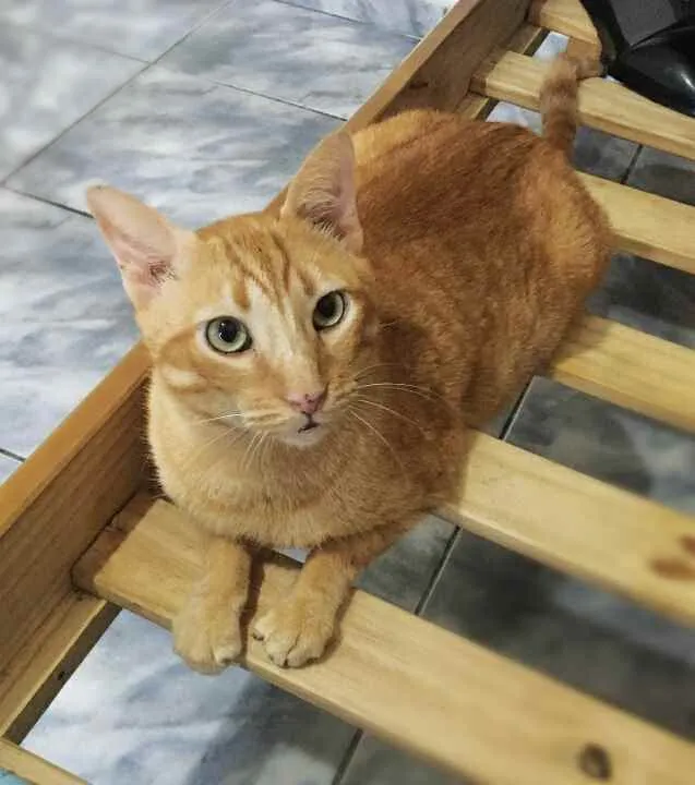 Gato raça srd idade 4 anos nome Matheus