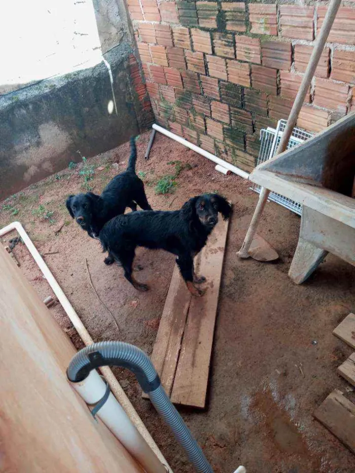 Cachorro ra a Pastor da servia idade 2 a 6 meses nome Pitoco / Meguy