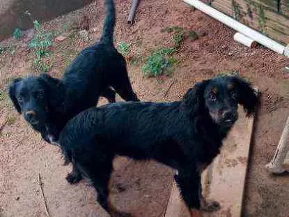 Cachorro ra a Pastor da servia idade 2 a 6 meses nome Pitoco / Meguy