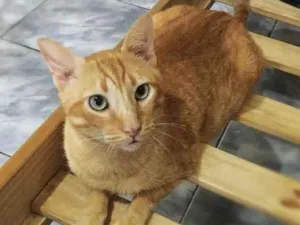 Gato raça srd idade 4 anos nome Matheus