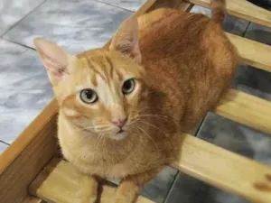 Gato raça srd idade 4 anos nome Matheus