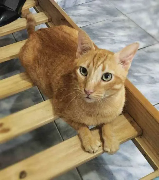 Gato ra a srd idade 4 anos nome Matheus