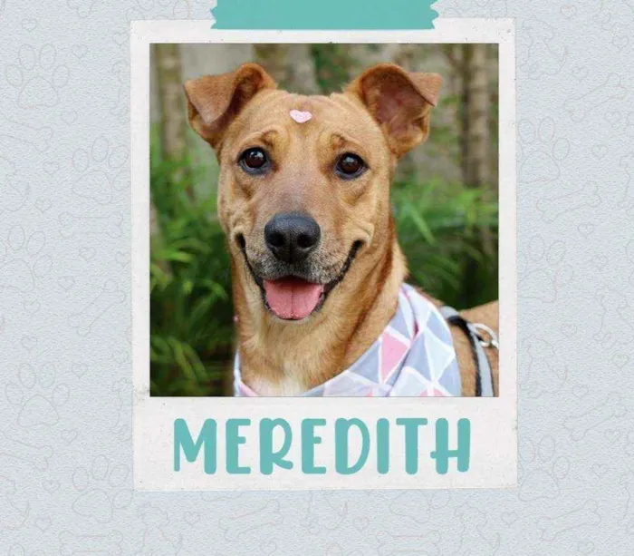 Cachorro ra a SRD  idade 2 anos nome Meredith 