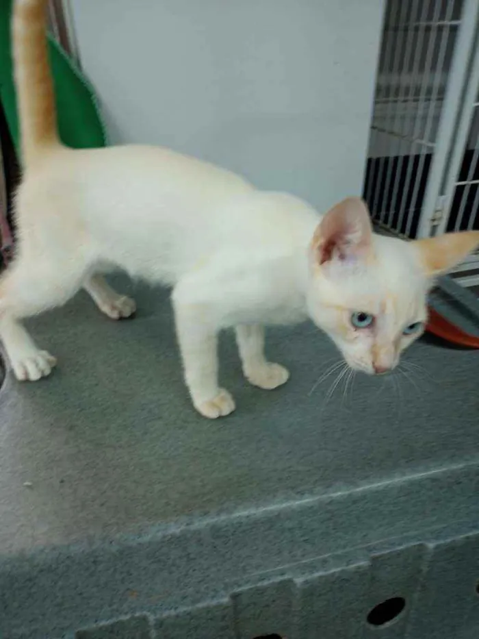 Gato ra a Siamês Red Point idade 2 a 6 meses nome Sem nome