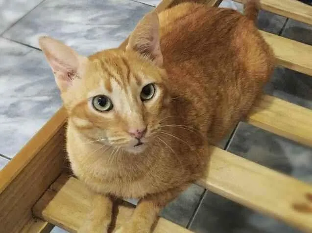 Gato ra a srd idade 4 anos nome Matheus