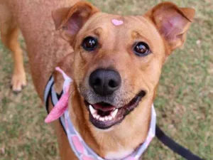 Cachorro raça SRD  idade 2 anos nome Meredith 