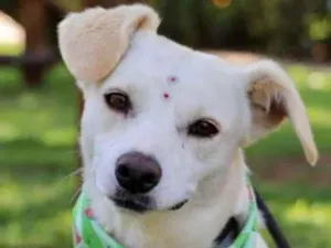 Cachorro raça SRD  idade 2 anos nome Britney 