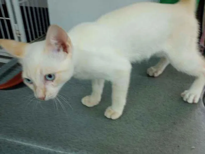 Gato ra a Siamês Red Point idade 2 a 6 meses nome Sem nome