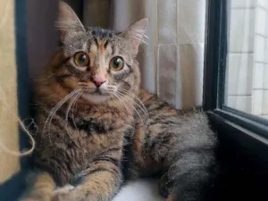 Gato raça srd idade 7 a 11 meses nome Bibi