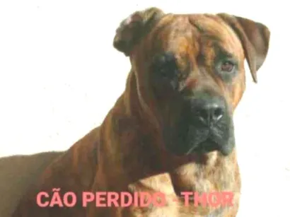 Cachorro raça Dogue Canário idade 5 anos nome Thor