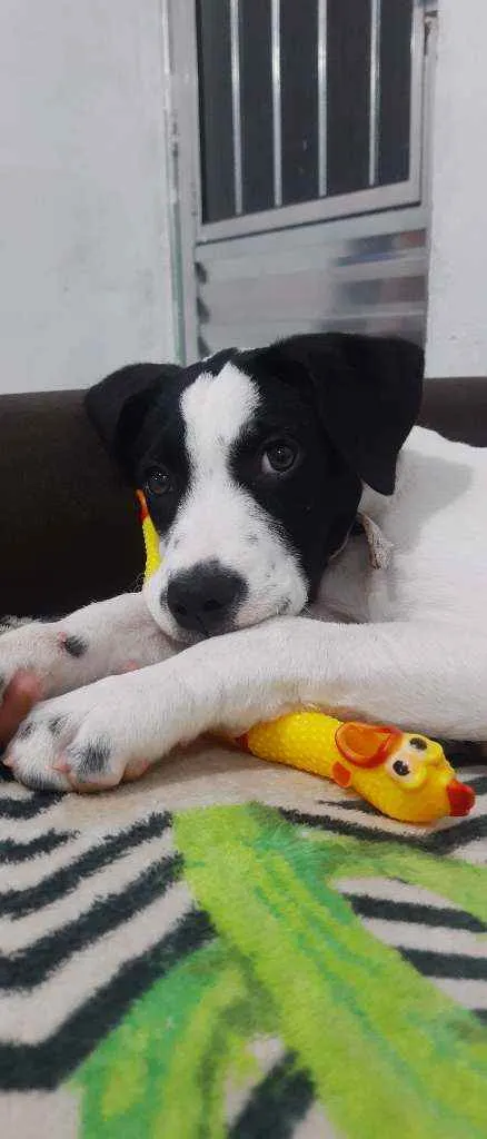 Cachorro ra a Ratonero bodeguero andaluz idade 2 a 6 meses nome Luna