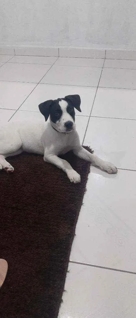 Cachorro ra a Ratonero bodeguero andaluz idade 2 a 6 meses nome Luna