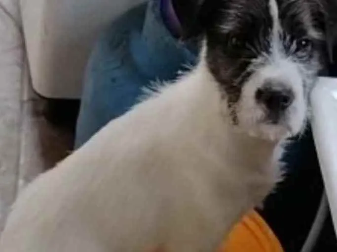 Cachorro ra a Vira-lata idade 7 a 11 meses nome Beethoven