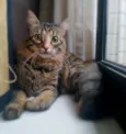 Bibi