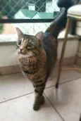 Bibi