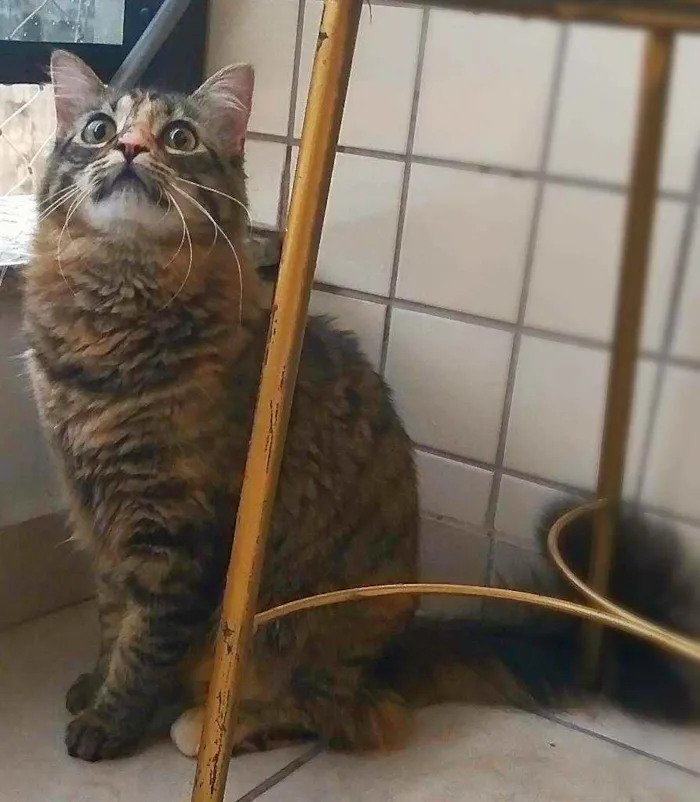 Gato ra a srd idade 7 a 11 meses nome Bibi