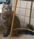 Bibi